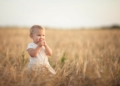MSP of wheat
