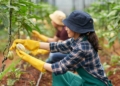 agricultural workforce