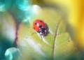 Ladybug