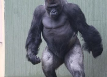 Shabani