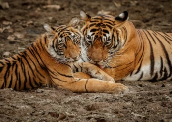 Siberian tigers
