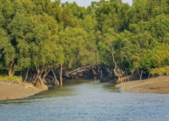 Sunderbans Mangroves