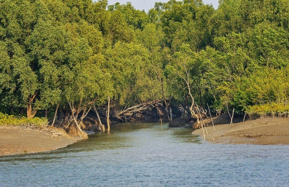 Sunderbans Mangroves