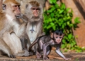 monkey breeding