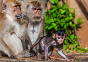 monkey breeding