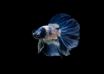 Betta Fish