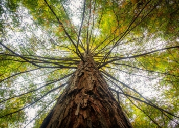 Biggest Tree