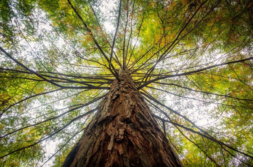 Biggest Tree