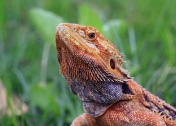 Bearded Dragon