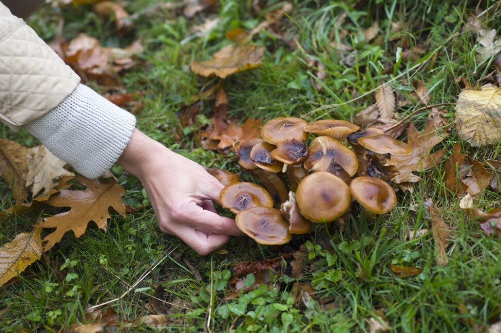 Mushrooms