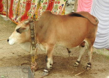 Punganur cow