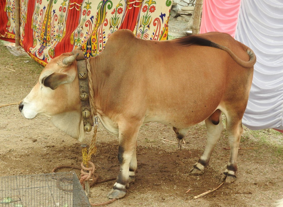 Punganur cow