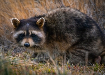 Raccoon