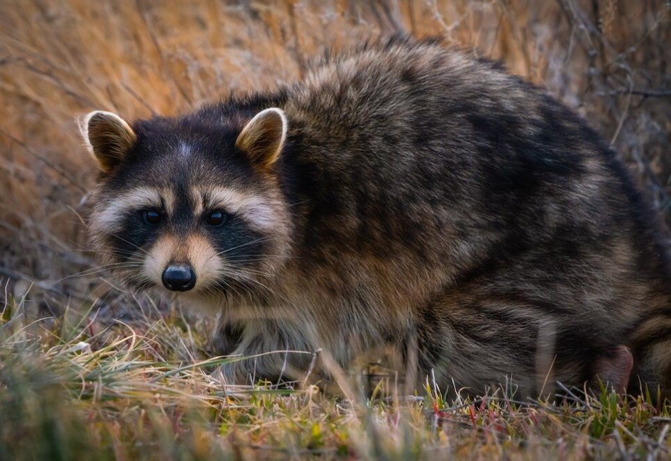 Raccoon