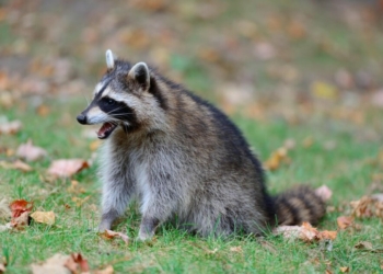Skunk