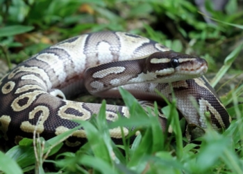 ball python