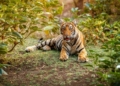 pictures of a tiger