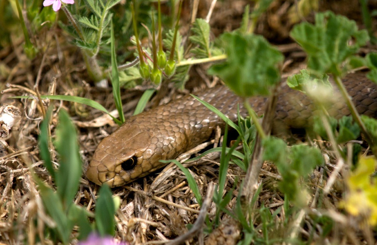 Dangerous Snake