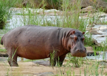 Hippo