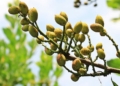 Pistachio