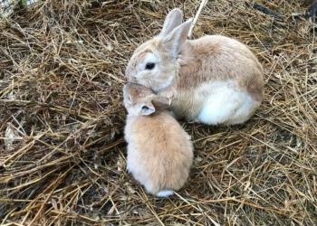 Rabbit Reproduction