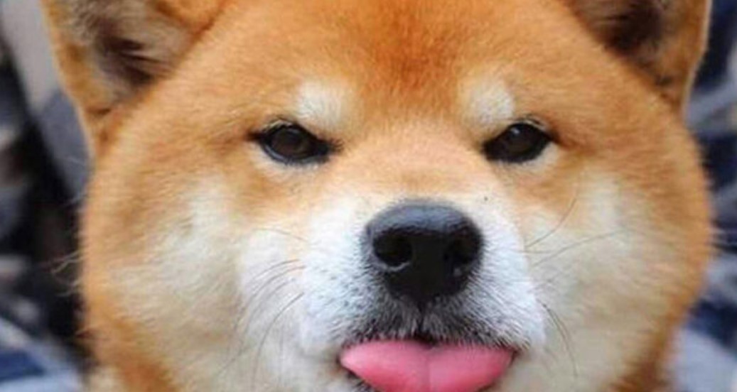 Shiba Inu