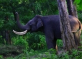 Wildlife Sanctuaries