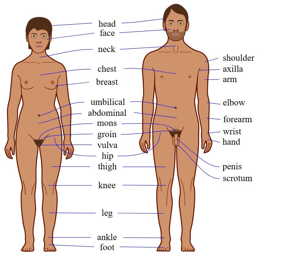 Human Body