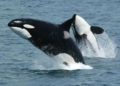 Orca Whale