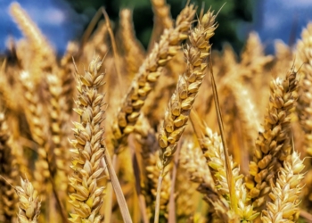 Aelea Commodities stock chart