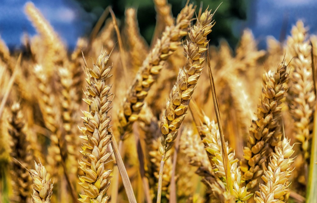 Aelea Commodities stock chart