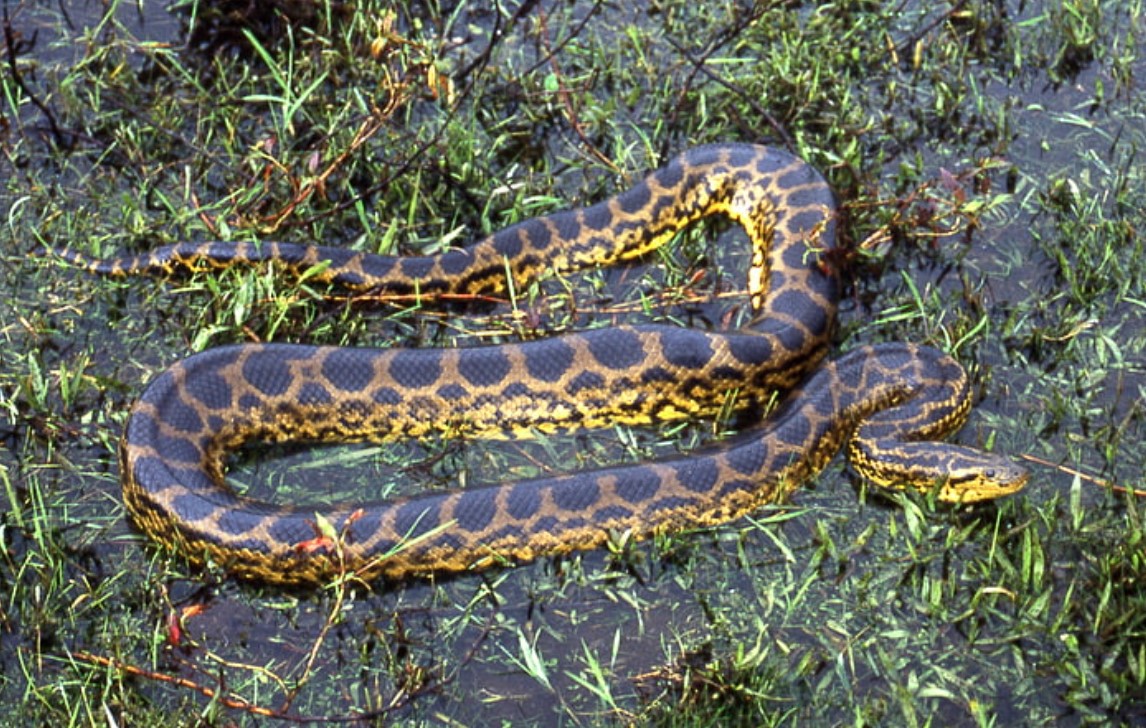 anaconda movie jungle adventure